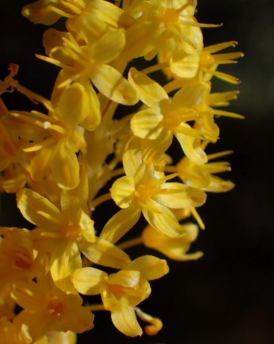 Bulbinella punctulata, photographed by Nicola van Berkel