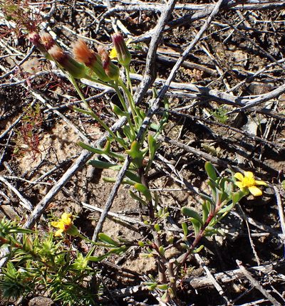 Othonna quercifolia, photographed by Nicola van Berkel