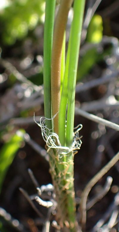 Bulbinella punctulata, photographed by Nicola van Berkel