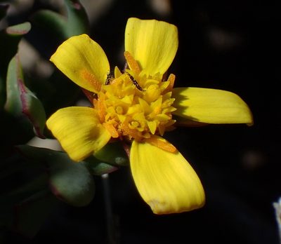 Othonna quercifolia, photographed by Nicola van Berkel