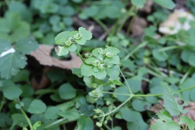 Chrysosplenium ramosum, photographed by Nina Filippova