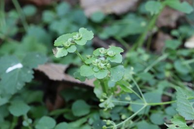 Chrysosplenium ramosum, photographed by Nina Filippova