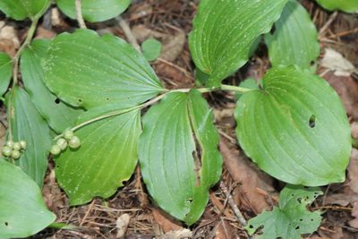 Maianthemum japonicum, photographed by Nina Filippova