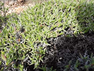 Ruschia lineolata, photographed by James Deacon
