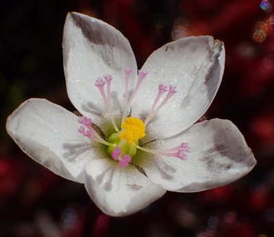 Drosera alba, photographed by Nicola van Berkel