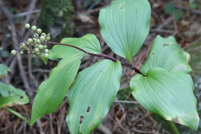 Maianthemum japonicum, photographed by Nina Filippova