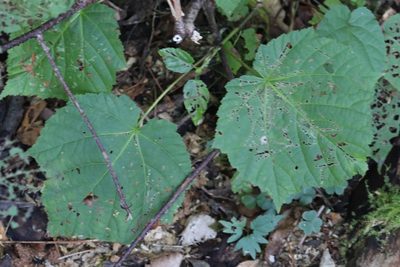 Acer tegmentosum, photographed by Nina Filippova