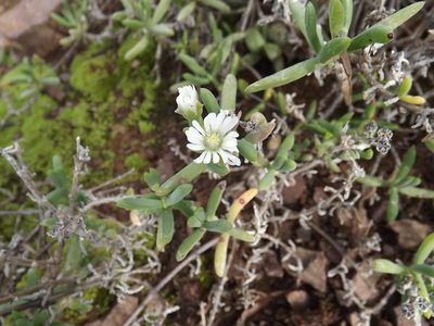 Delosperma subincanum, photographed by James Deacon