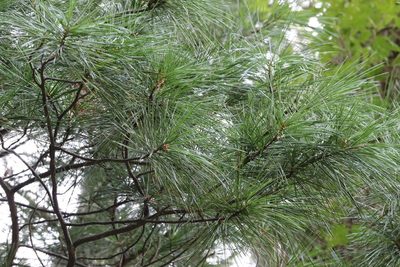 Pinus koraiensis, photographed by Nina Filippova