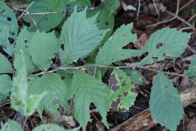 Ulmus laciniata, photographed by Nina Filippova