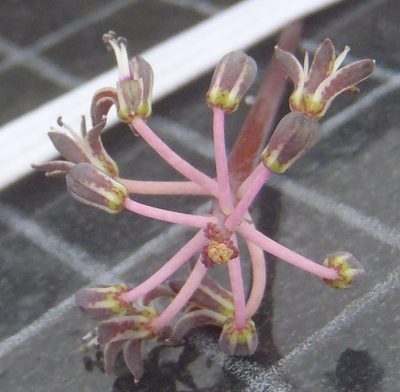 Ledebouria ovalifolia, photographed by Nicola van Berkel