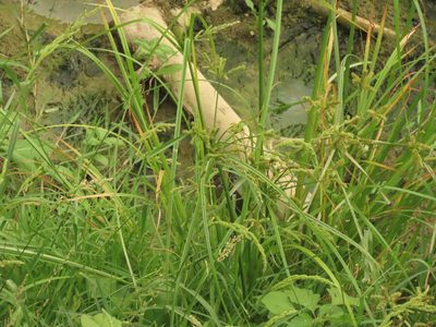 Cyperus imbricatus, photographed by chiuluan