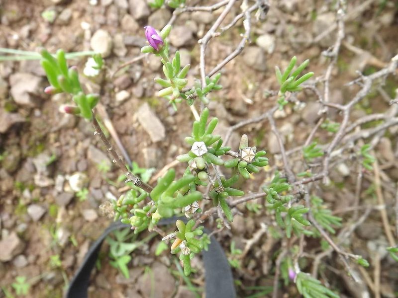 Delosperma pageanum, photographed by James Deacon
