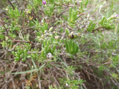 Delosperma pageanum, photographed by James Deacon