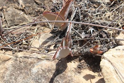 Kalanchoe synsepala, photographed by Michael A. Alcorn