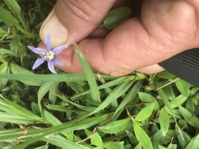 Heteranthera limosa, photographed by jim isleib