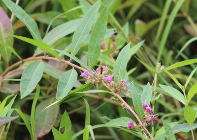 Decodon verticillatus, photographed by Steven Lamonde
