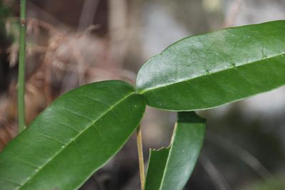 Noronhia foveolata, photographed by Tony Rebelo