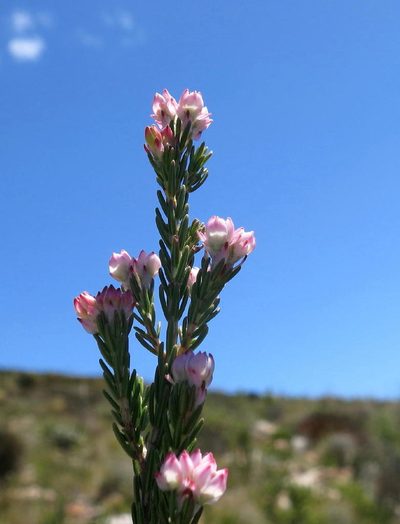 Erica affinis, photographed by Di Turner