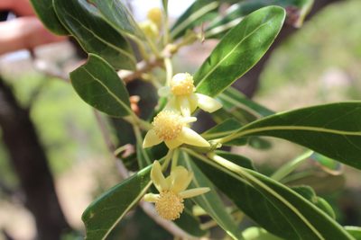 Uapaca bojeri, photographed by Michael A. Alcorn