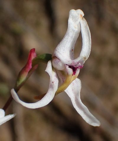 Disa biflora, photographed by Nicola van Berkel