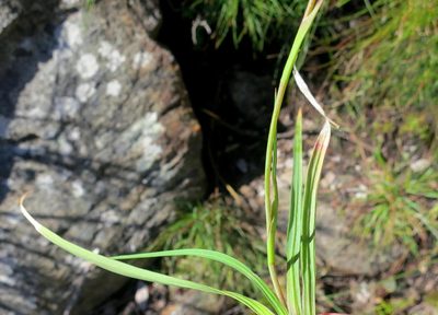 Geissorhiza roseoalba, photographed by Di Turner