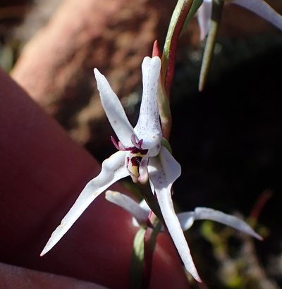 Disa biflora, photographed by Nicola van Berkel