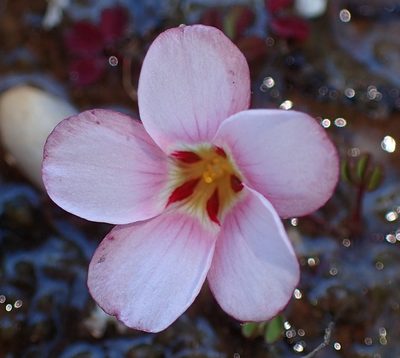 Oxalis amblyosepala, photographed by Nicola van Berkel