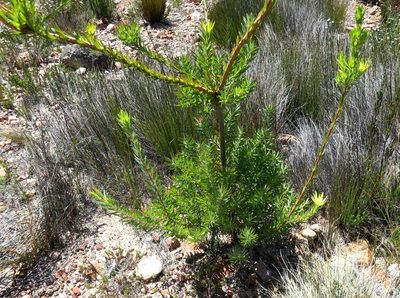 Leucadendron loeriense, photographed by Di Turner