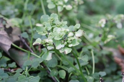 Chrysosplenium ramosum, photographed by Nina Filippova