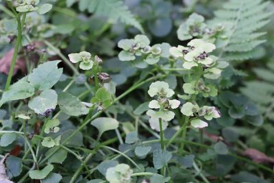 Chrysosplenium ramosum, photographed by Nina Filippova
