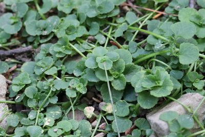 Chrysosplenium ramosum, photographed by Nina Filippova