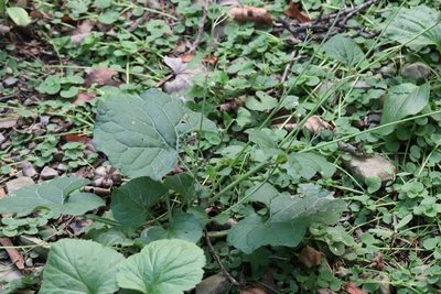 Adenocaulon himalaicum, photographed by Nina Filippova