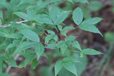 Acer mandshuricum, photographed by Nina Filippova