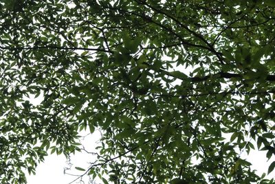 Acer mandshuricum, photographed by Nina Filippova