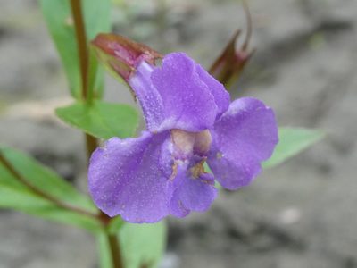 Mimulus ringens, photographed by Bruce Cook