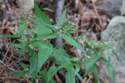 Melampyrum setaceum, photographed by Nina Filippova