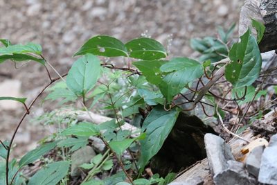 Schisandra chinensis, photographed by Nina Filippova