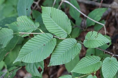Carpinus cordata, photographed by Nina Filippova