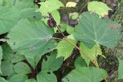 Tilia amurensis, photographed by Nina Filippova