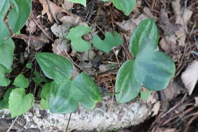 Hepatica asiatica, photographed by Nina Filippova
