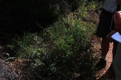 Asparagus africanus, photographed by Tony Rebelo