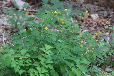 Chelidonium asiaticum, photographed by Nina Filippova