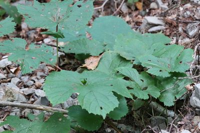 Vitis amurensis, photographed by Nina Filippova