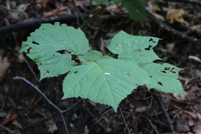 Acer tegmentosum, photographed by Nina Filippova