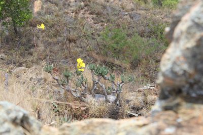 Pachypodium rosulatum, photographed by Michael A. Alcorn
