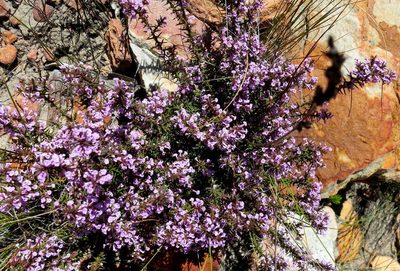 Muraltia juniperifolia, photographed by Di Turner