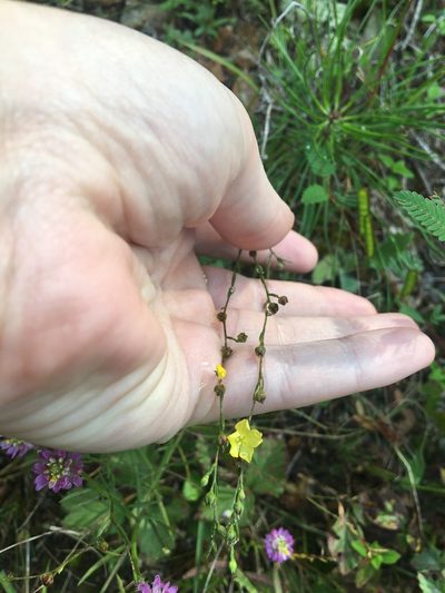 Linum medium, photographed by Jessica