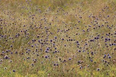 Echinops ritro, photographed by Andrew Bazdyrev