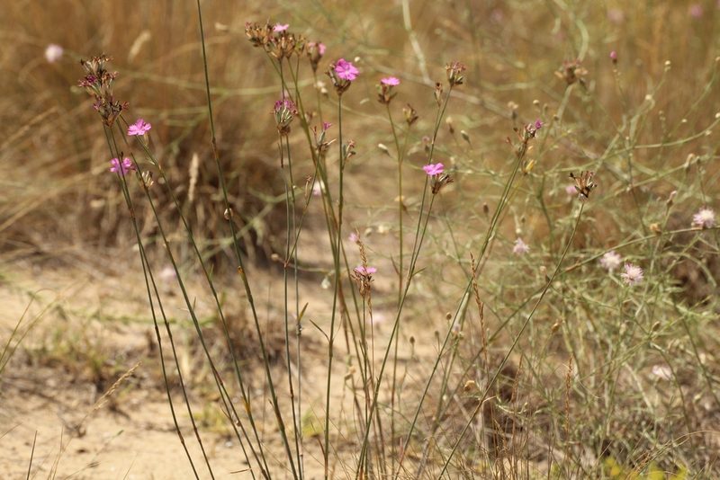 Dianthus polymorphus, photographed by Andrew Bazdyrev